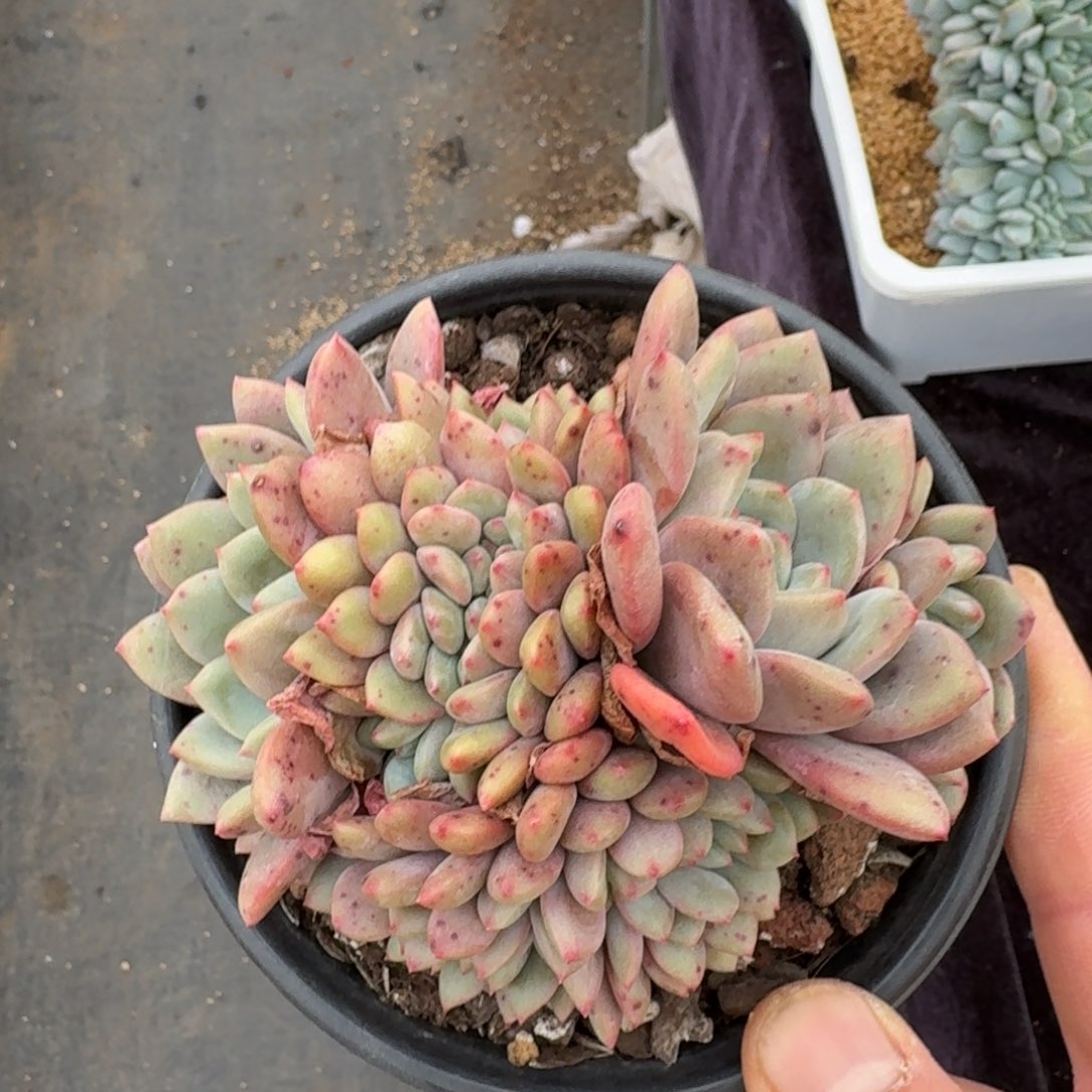 12厘米的尺寸一物一拍的