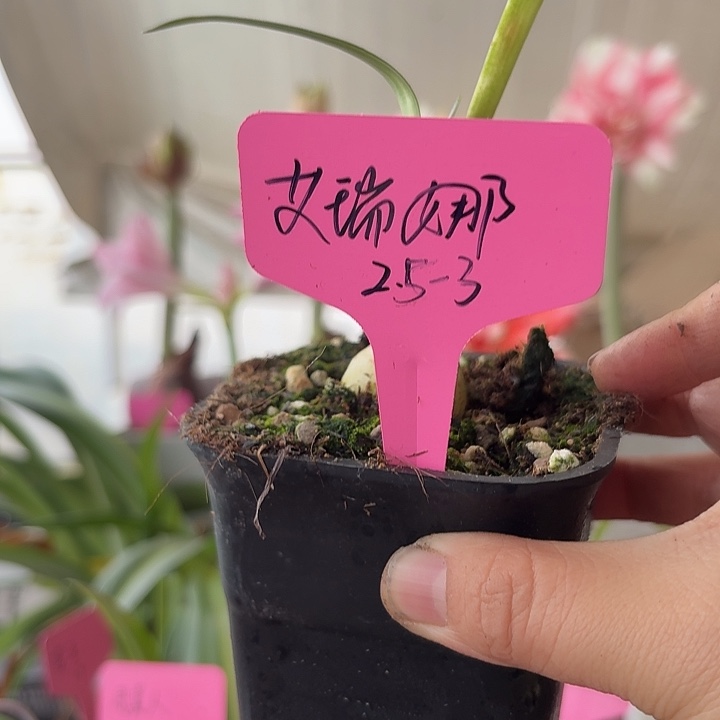 无花朵艾瑞娜朱顶红直径2.5-3
