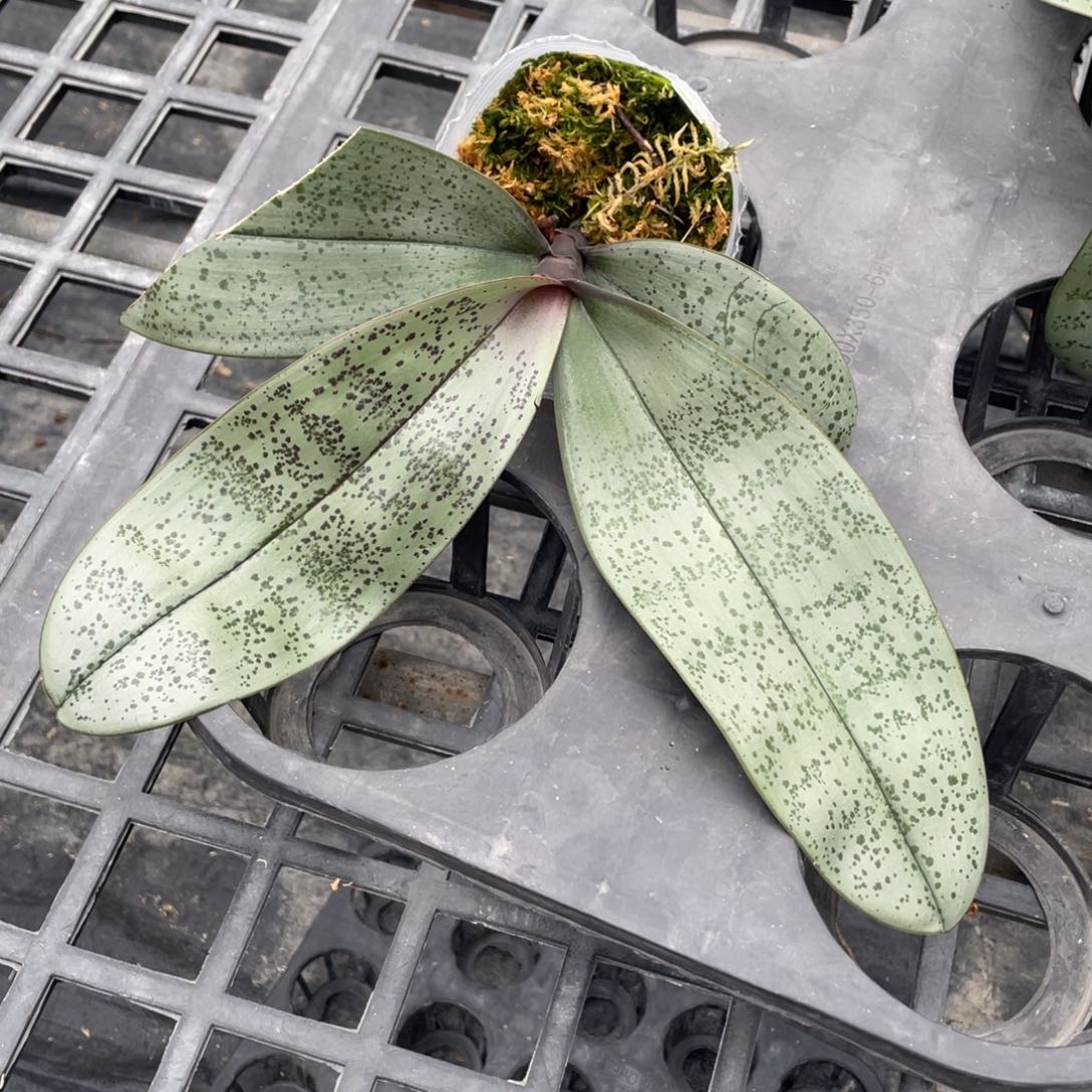 当前无花栽培后可以开花83桑德交西 3.5抽梗（叶瑕）优惠出