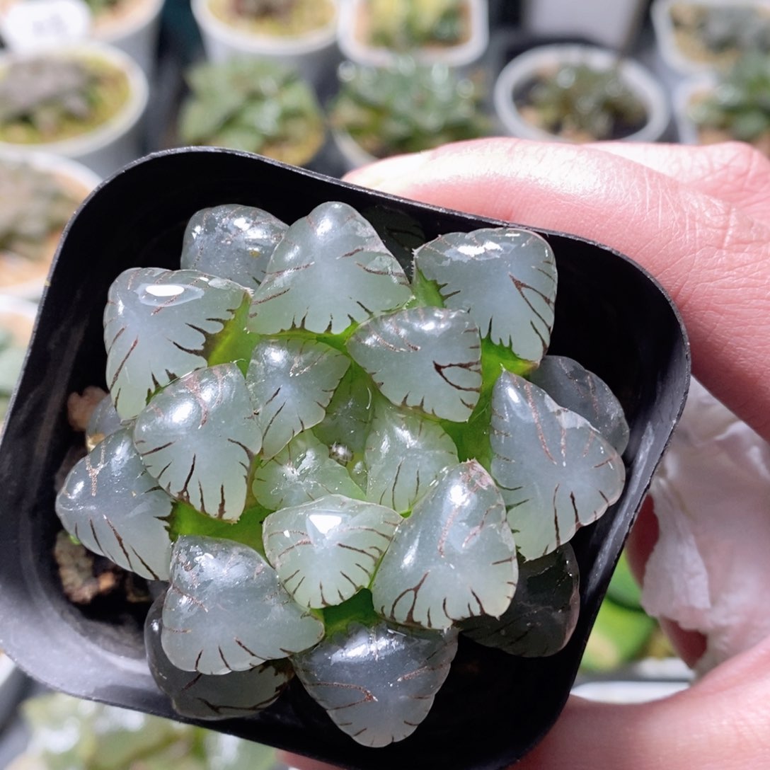 巨大化冰灯玉露多肉植物