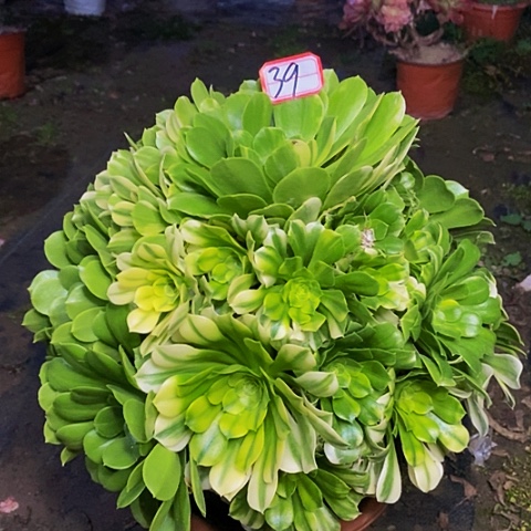 五彩琉璃老桩捧花法师39