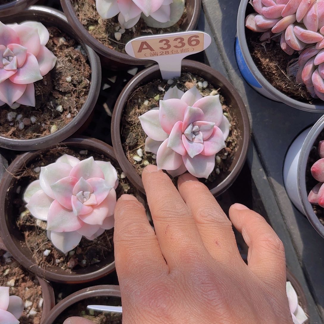 A336紫了锦yi wu yi pai