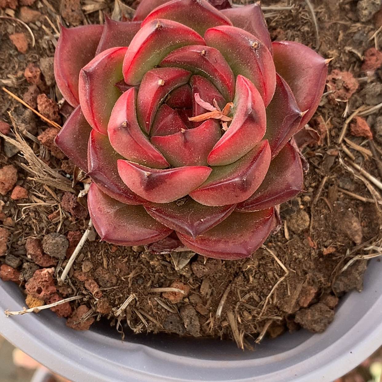 【闪购商品】云717