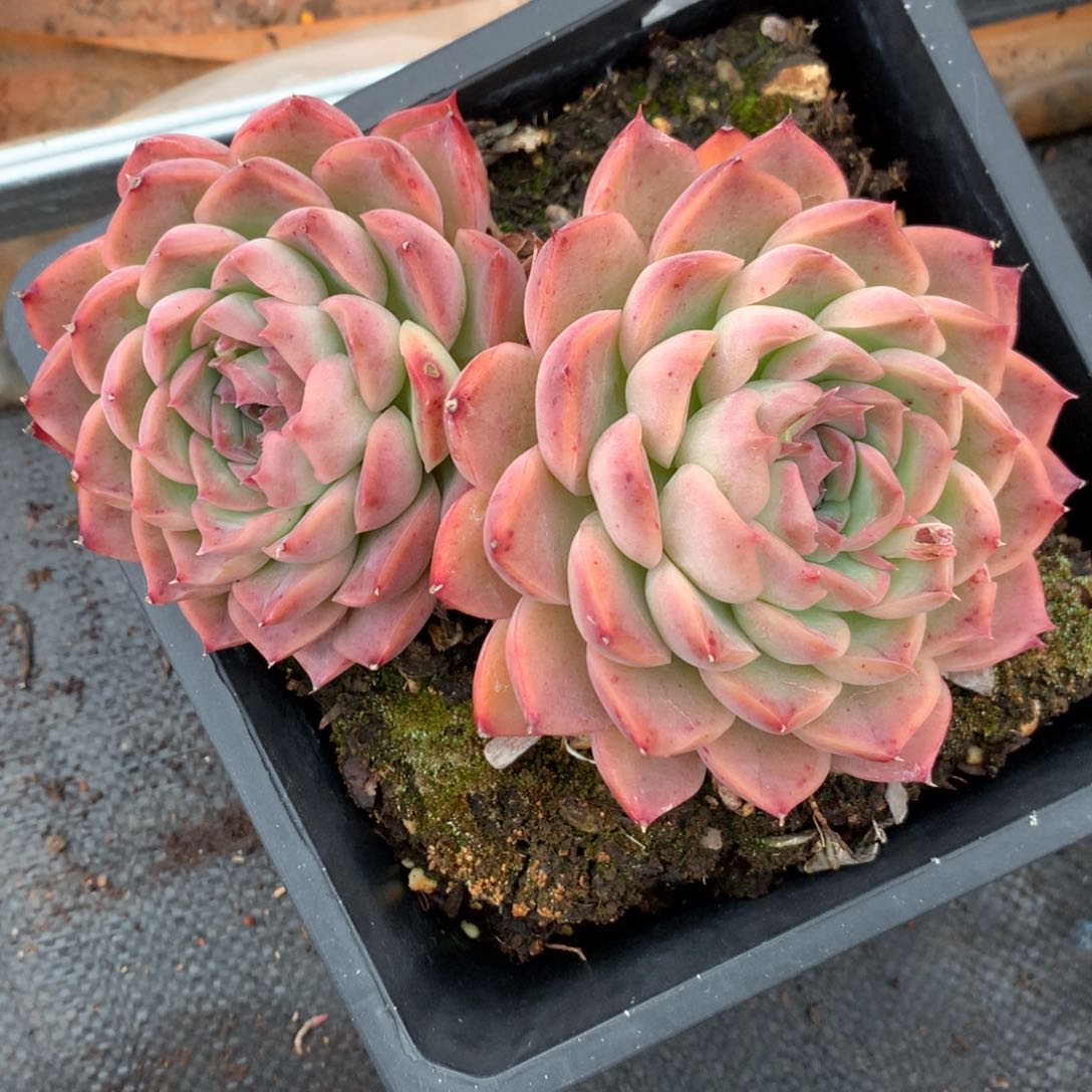 2345杂交多肉老桩