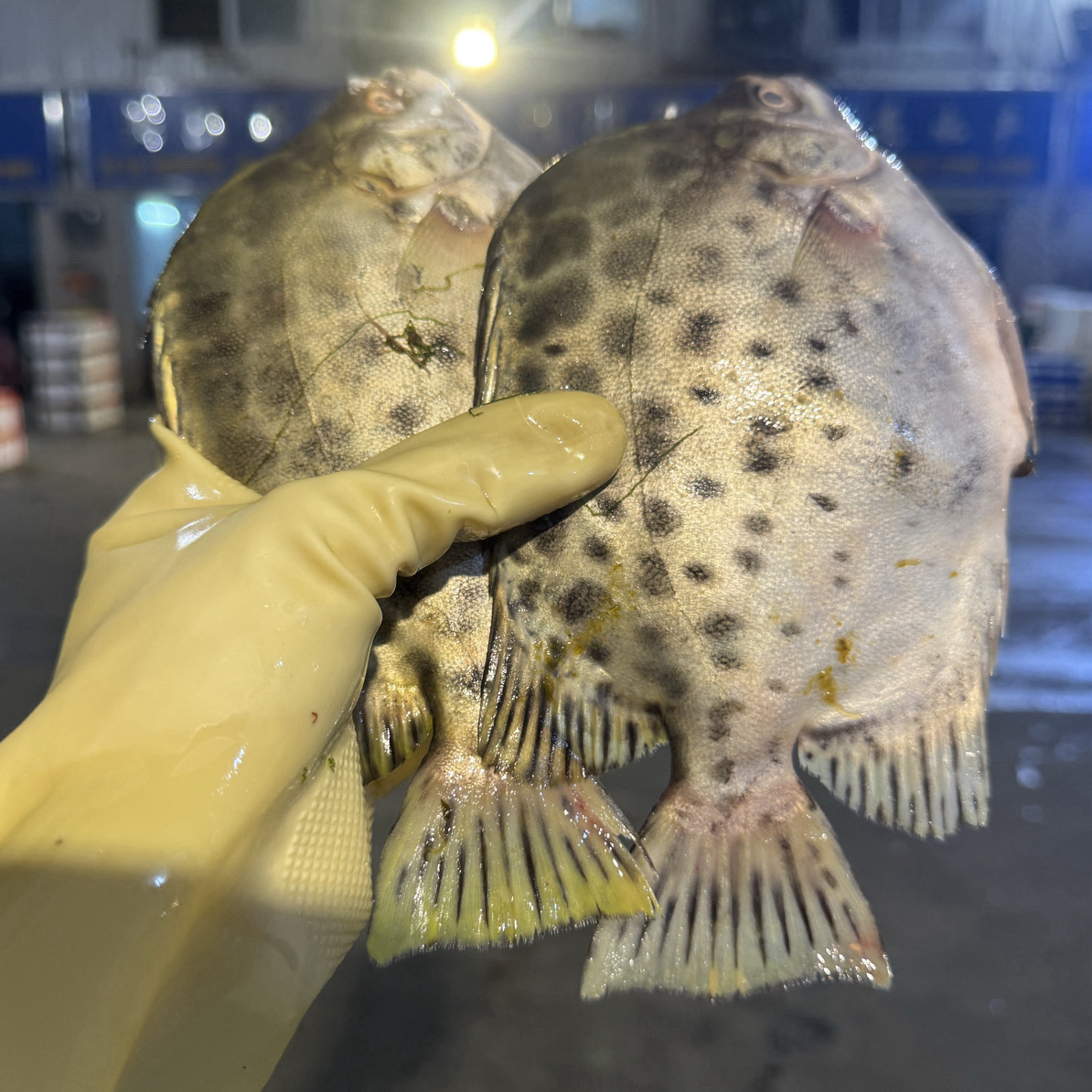 广东湛江 金鼓鱼5斤