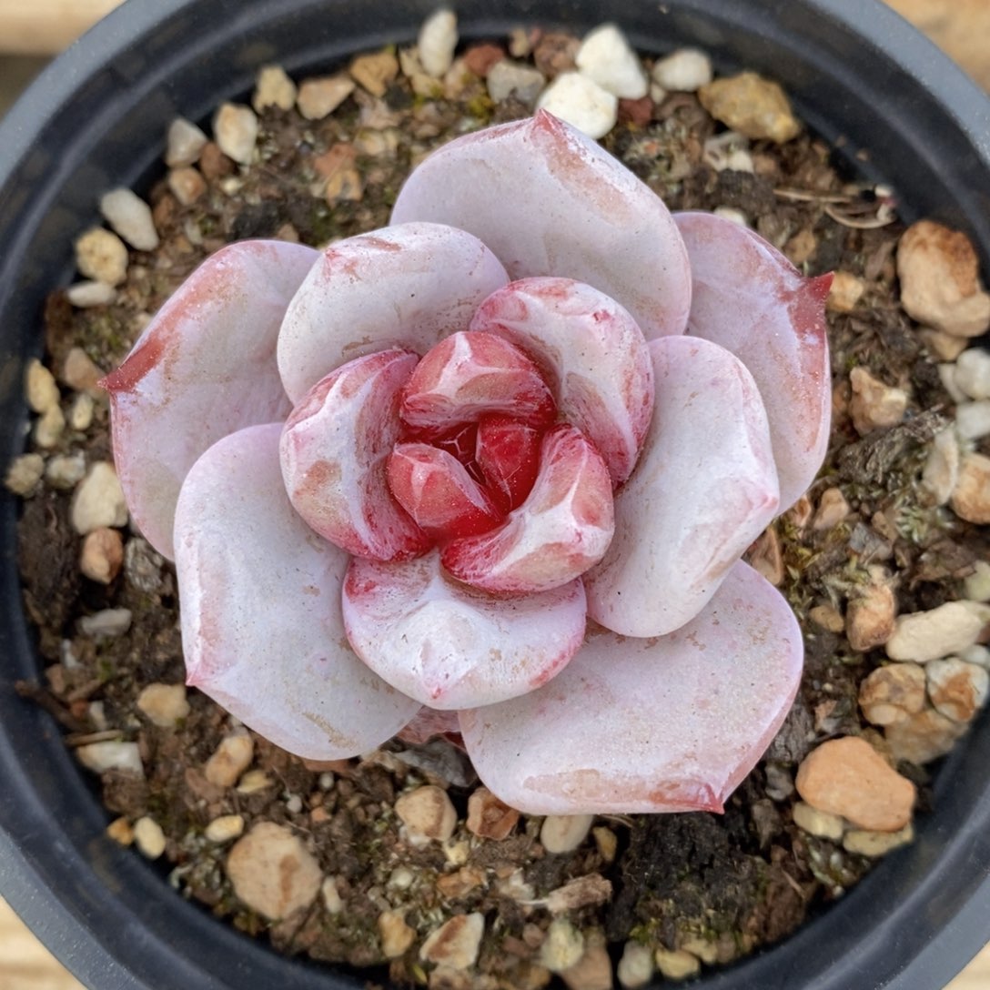 可问主播品种，下滑链接更多品种多肉选择-36