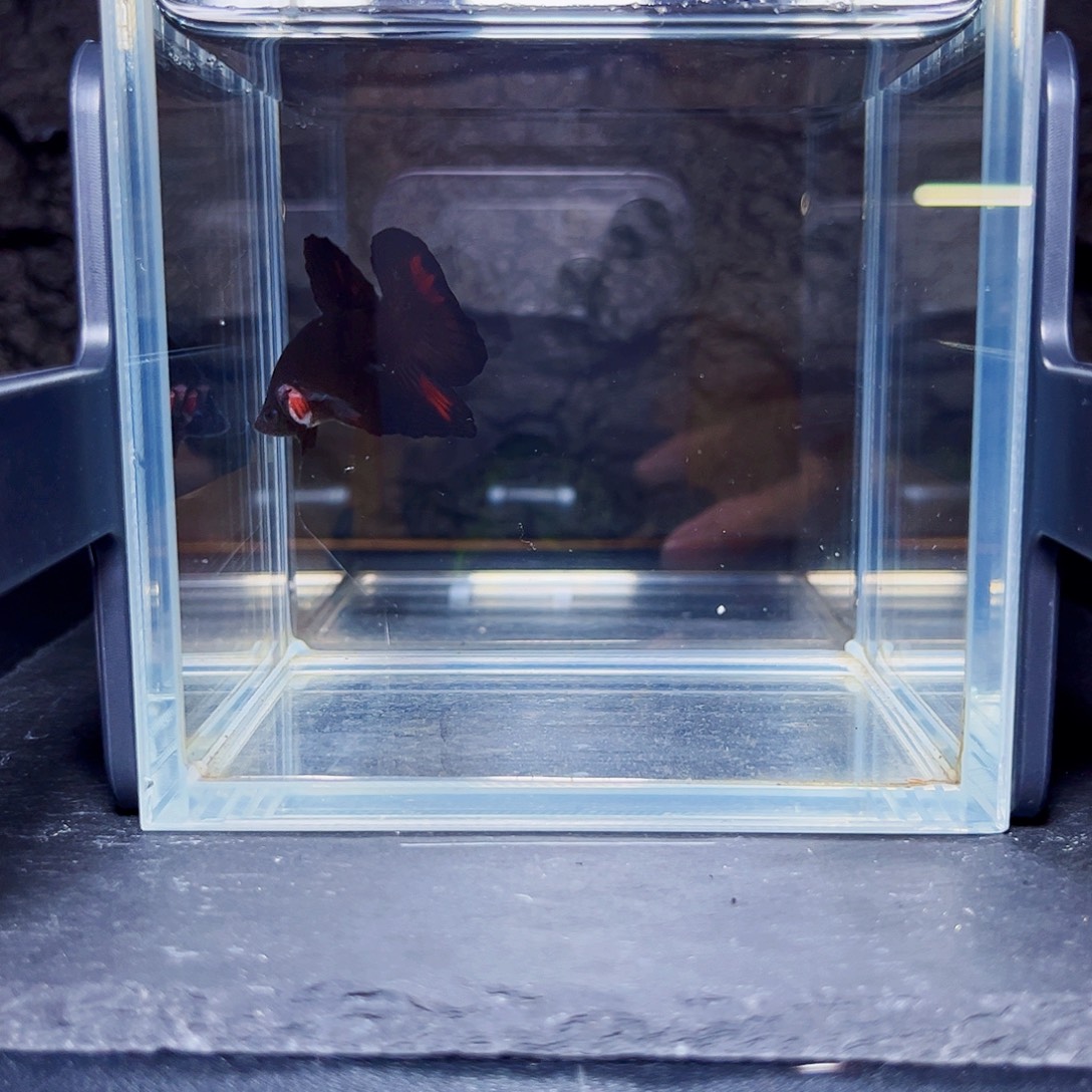 王***祥海水地狱火将军斗鱼血斑