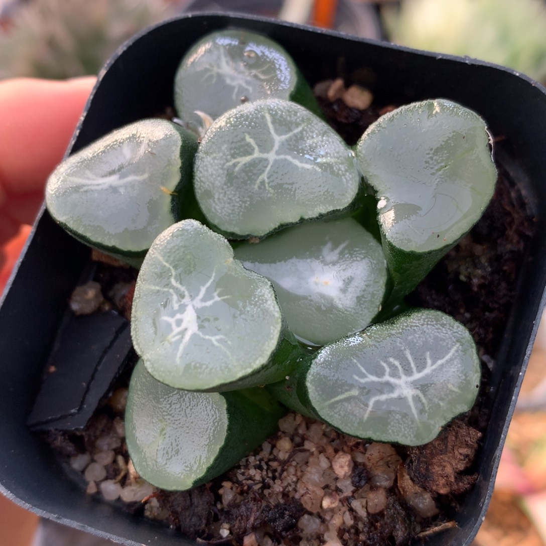 望乡万象，带盆一起