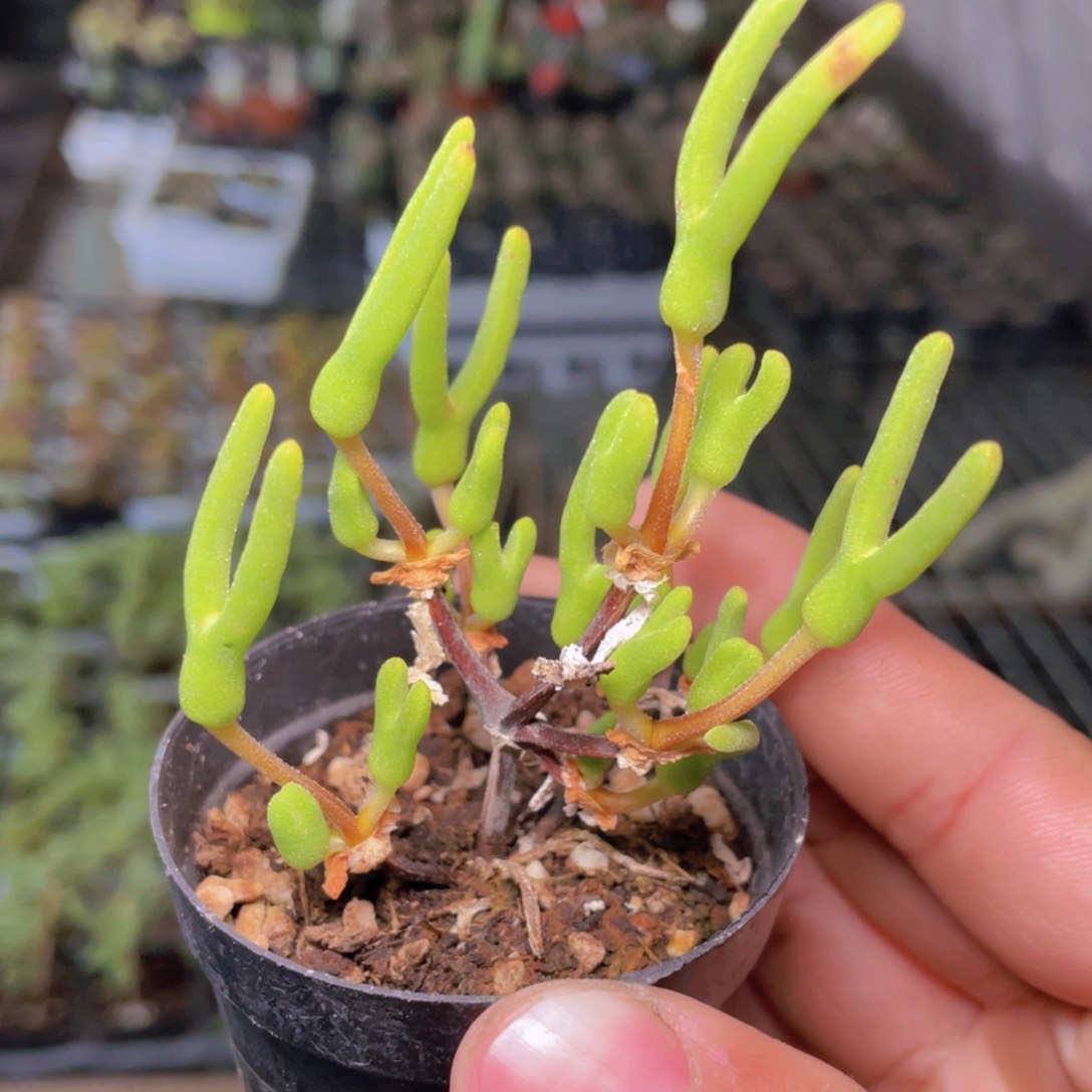 冰糕枝干多肉9.9包邮