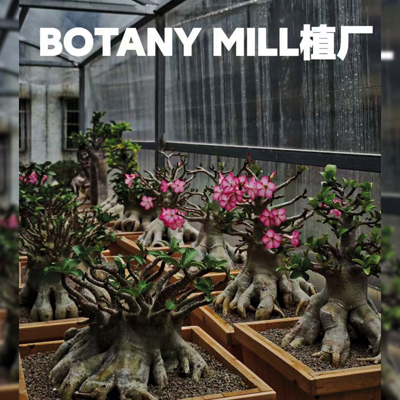 BOTANY MILL植厂 泰国哥斯拉沙漠玫瑰 耐旱不怕晒 懒人植物 包邮