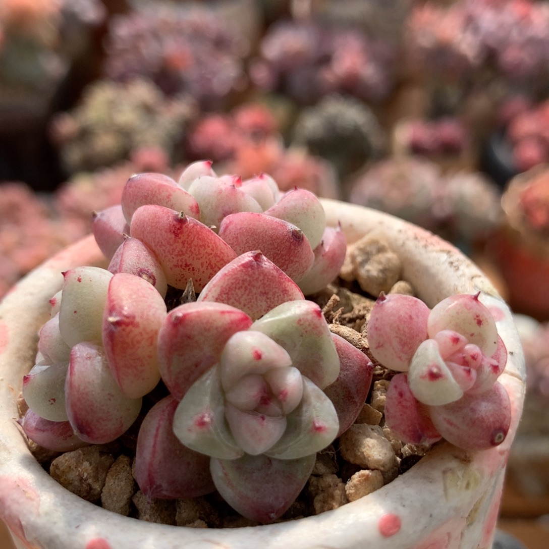 佳人福利一物一拍 005