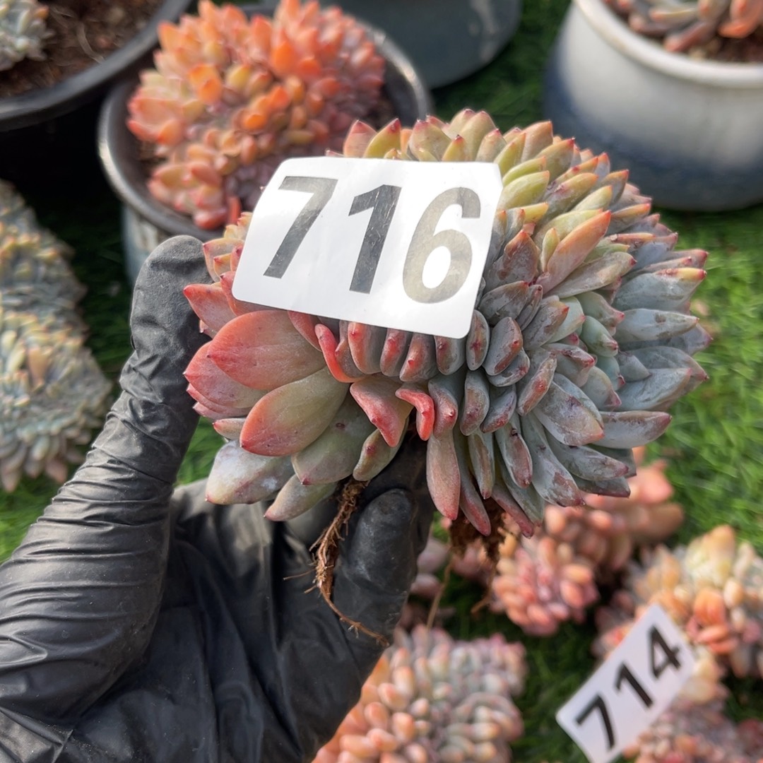 L***李716号14788880008888888