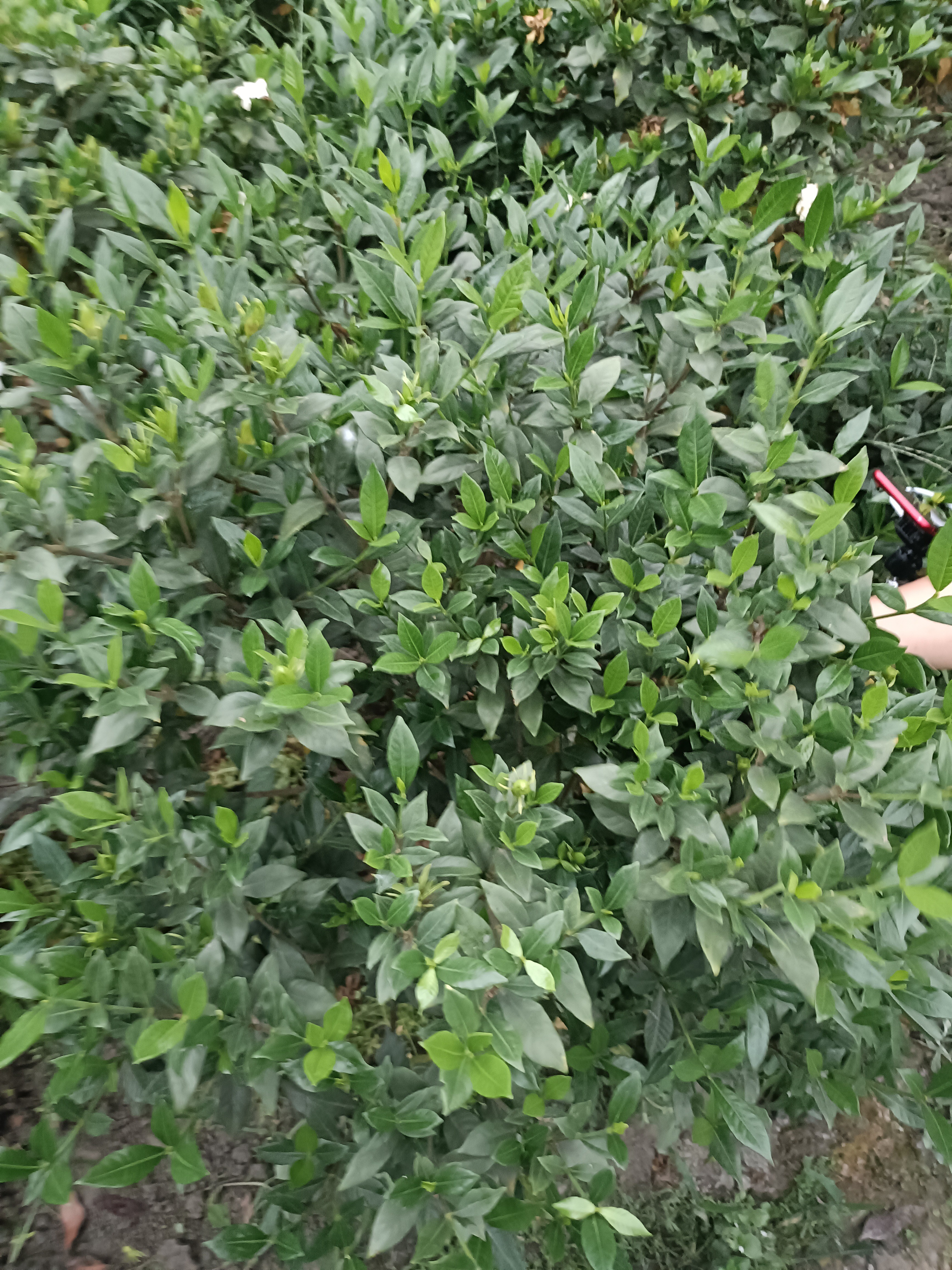 一物一拍放漏栀子花