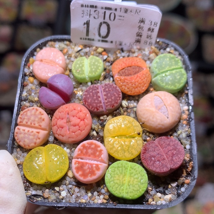 精品生石花多肉310.10