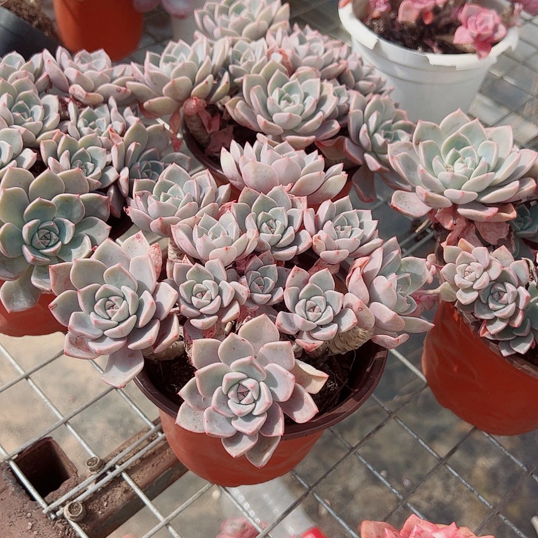 红粉佳人多头群生精品