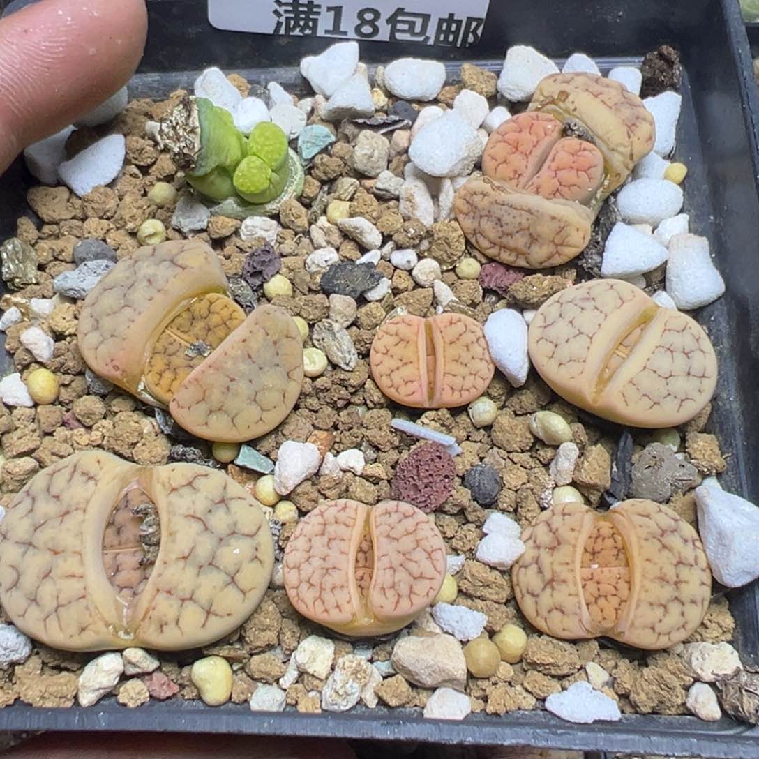 【闪购商品】 443。   