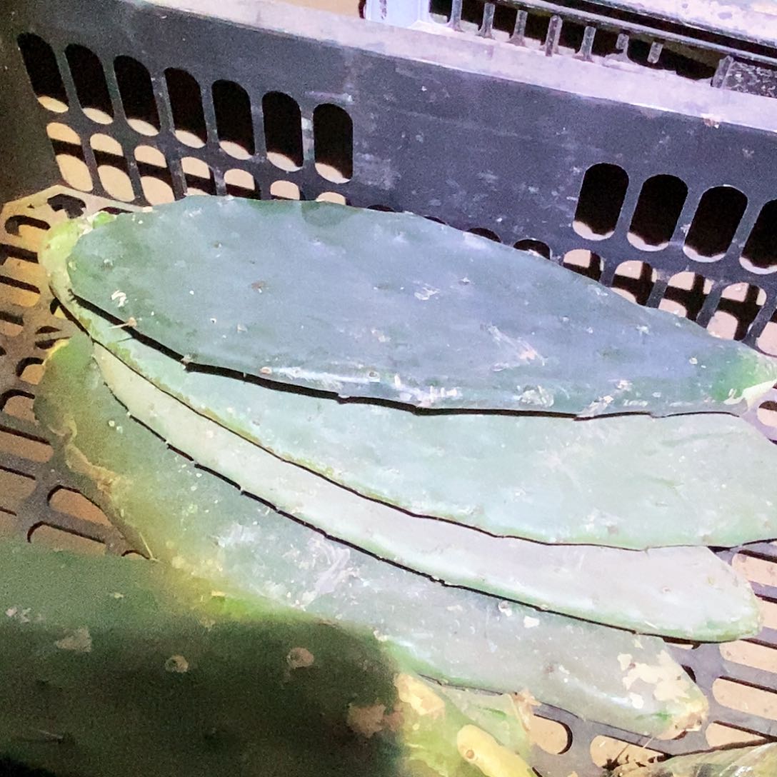 黄大刺仙人掌枝条30公分3个