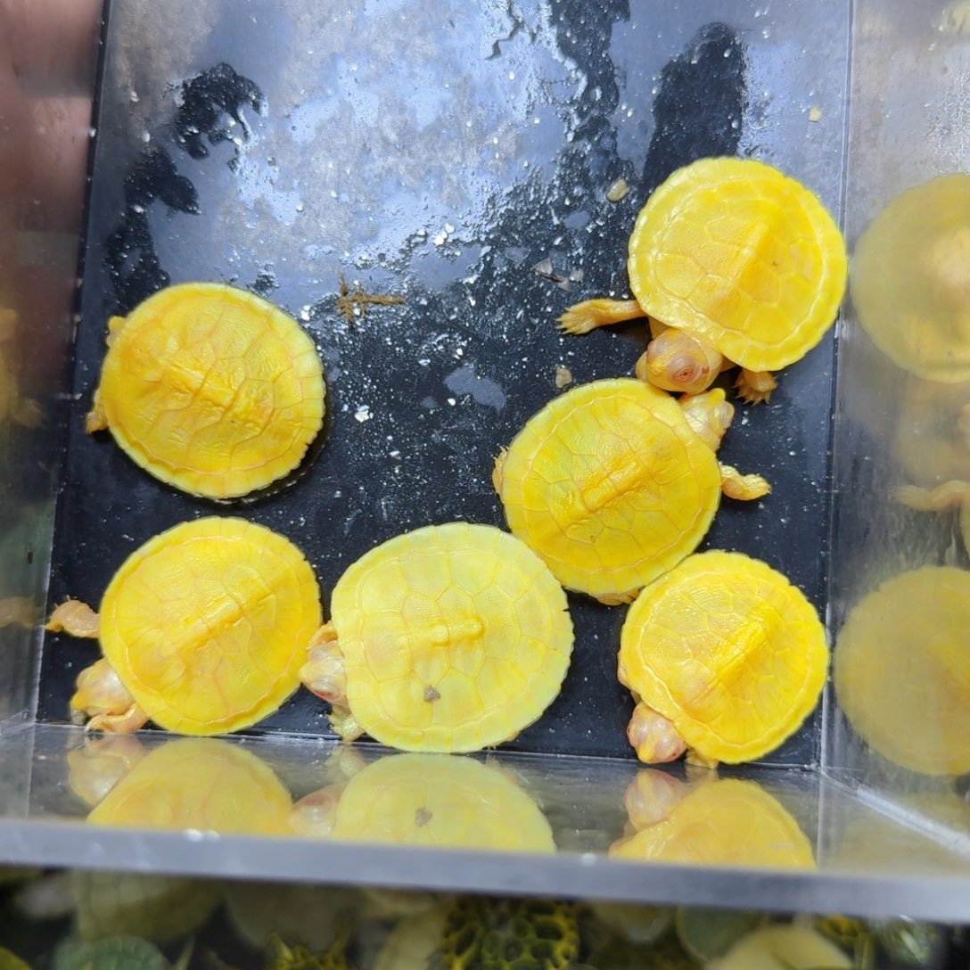 母绿毛龟全品白巴