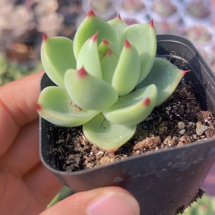 蓝龙精品多肉植物大战