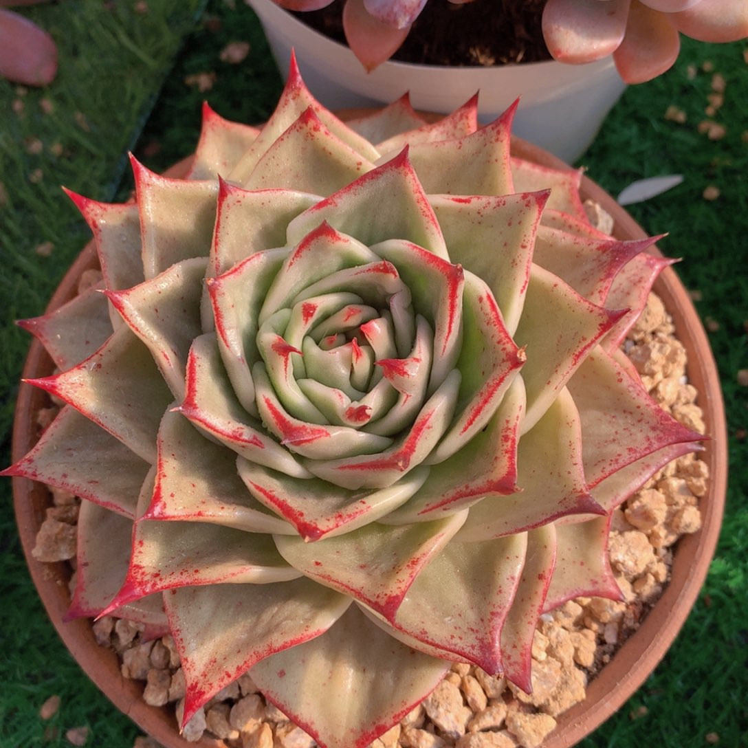 星星锦14 公分一物一拍