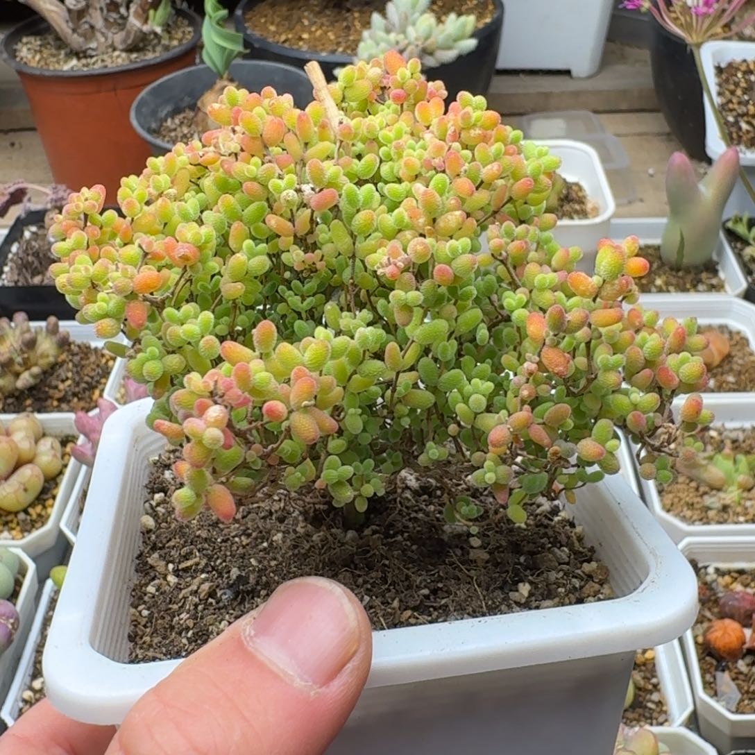 蜜橘福利多肉。         