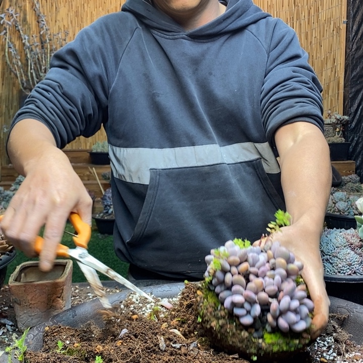 平头香香雪多肉植物量拍