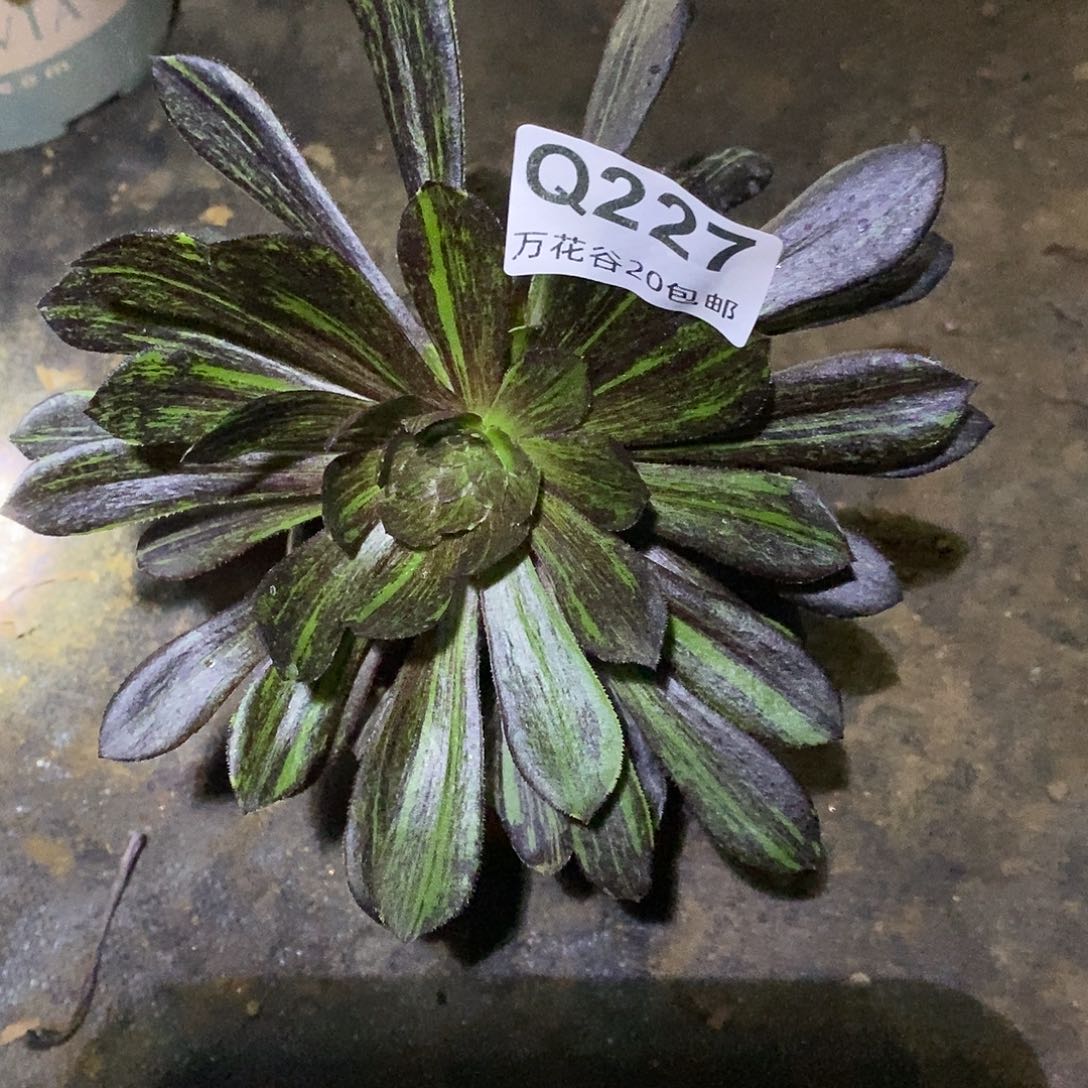 227水墨丹青多肉植物歪头