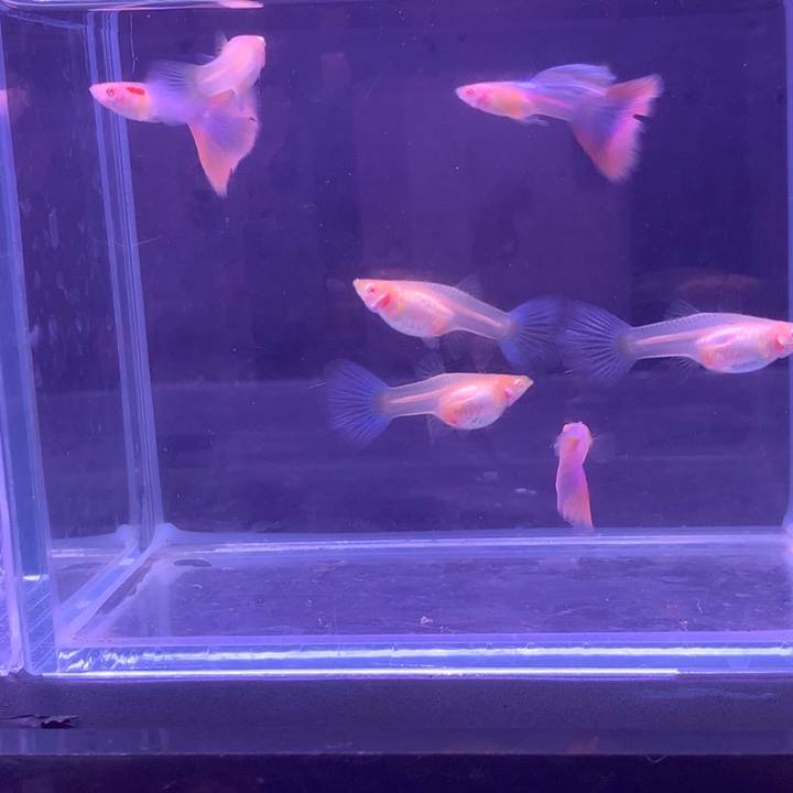 孔雀鱼天使彩虹10对微瑕疵