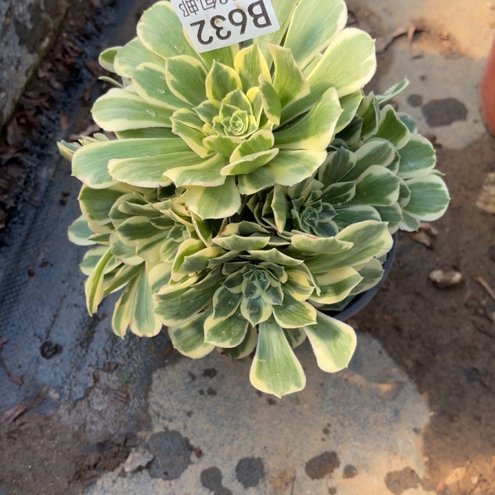 迈巴赫多肉处理不包断头632