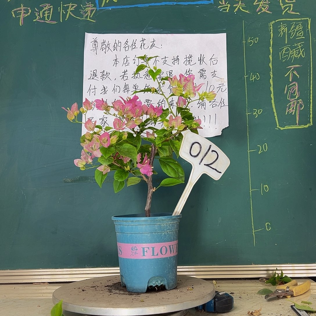 当前无花栽培后可以开花口红 012