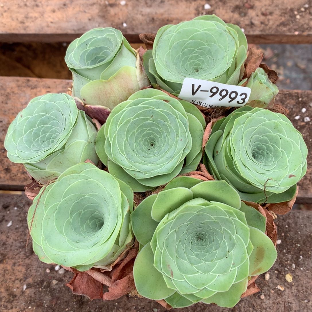 9993各种酒杯带篮子