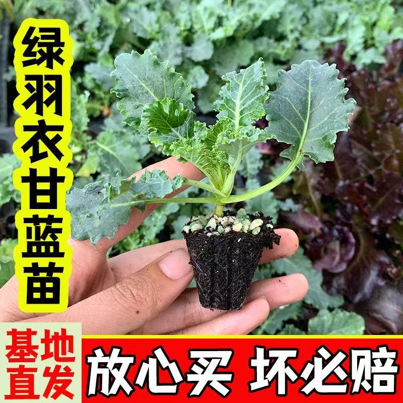 绿羽衣甘蓝苗蔬菜苗四季阳台盆栽种植秧苗高产耐热耐寒带土球