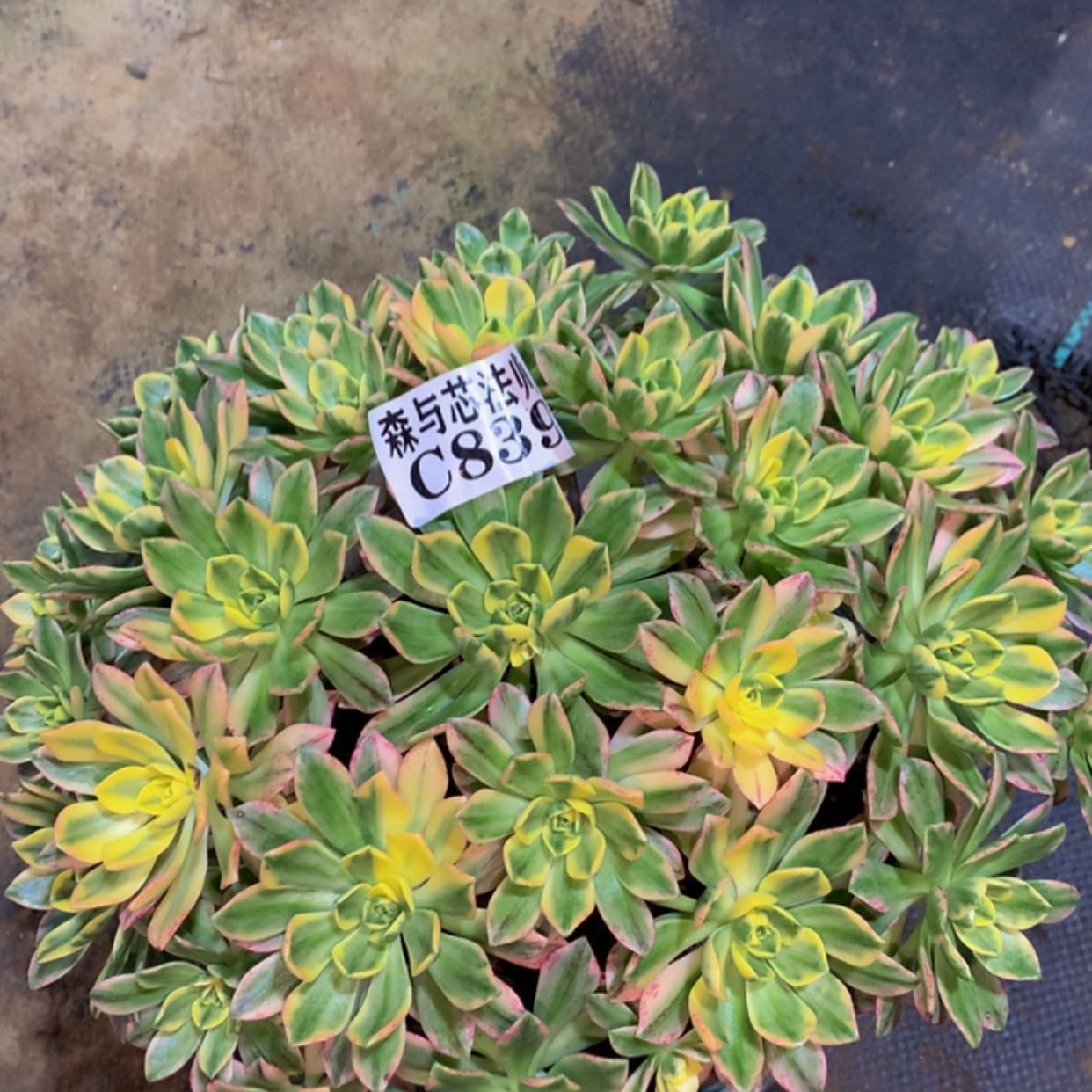 【闪购商品】839甜茶