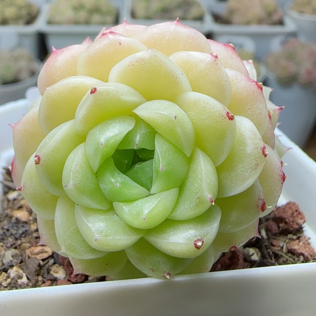 【闪购商品】0308-158麦杆