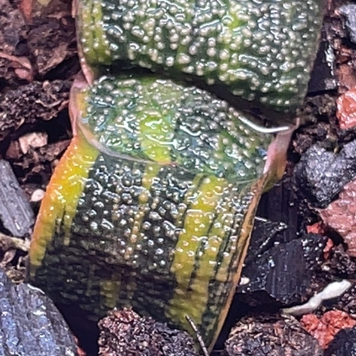 一物一拍竞拍福利拍