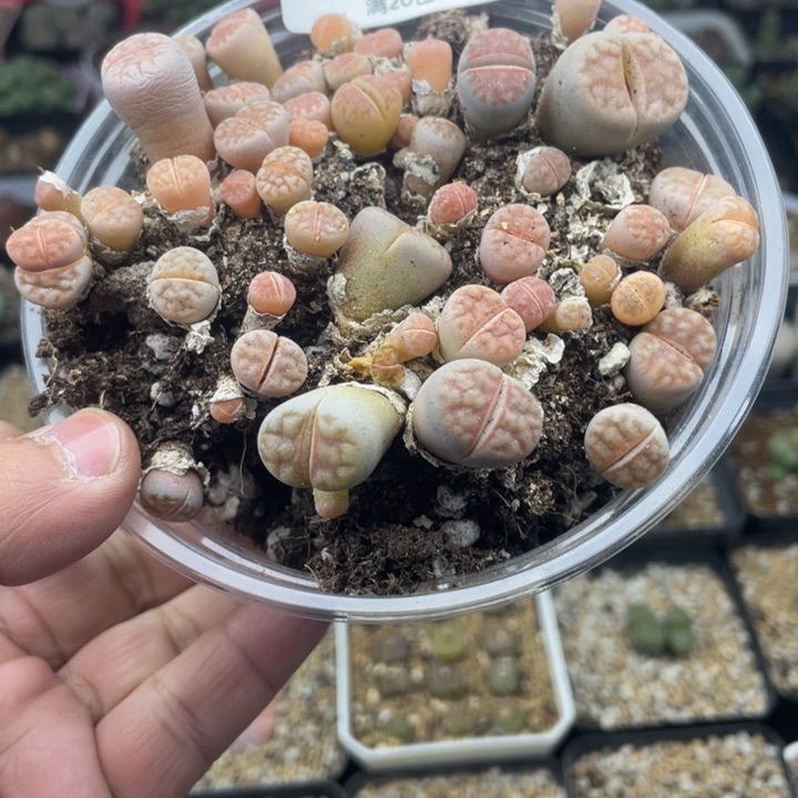 佳人园艺 老周多肉上福利啦粉红豹745