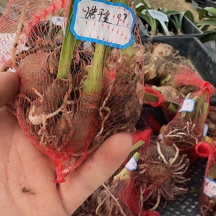 一诺千金朱顶红一组