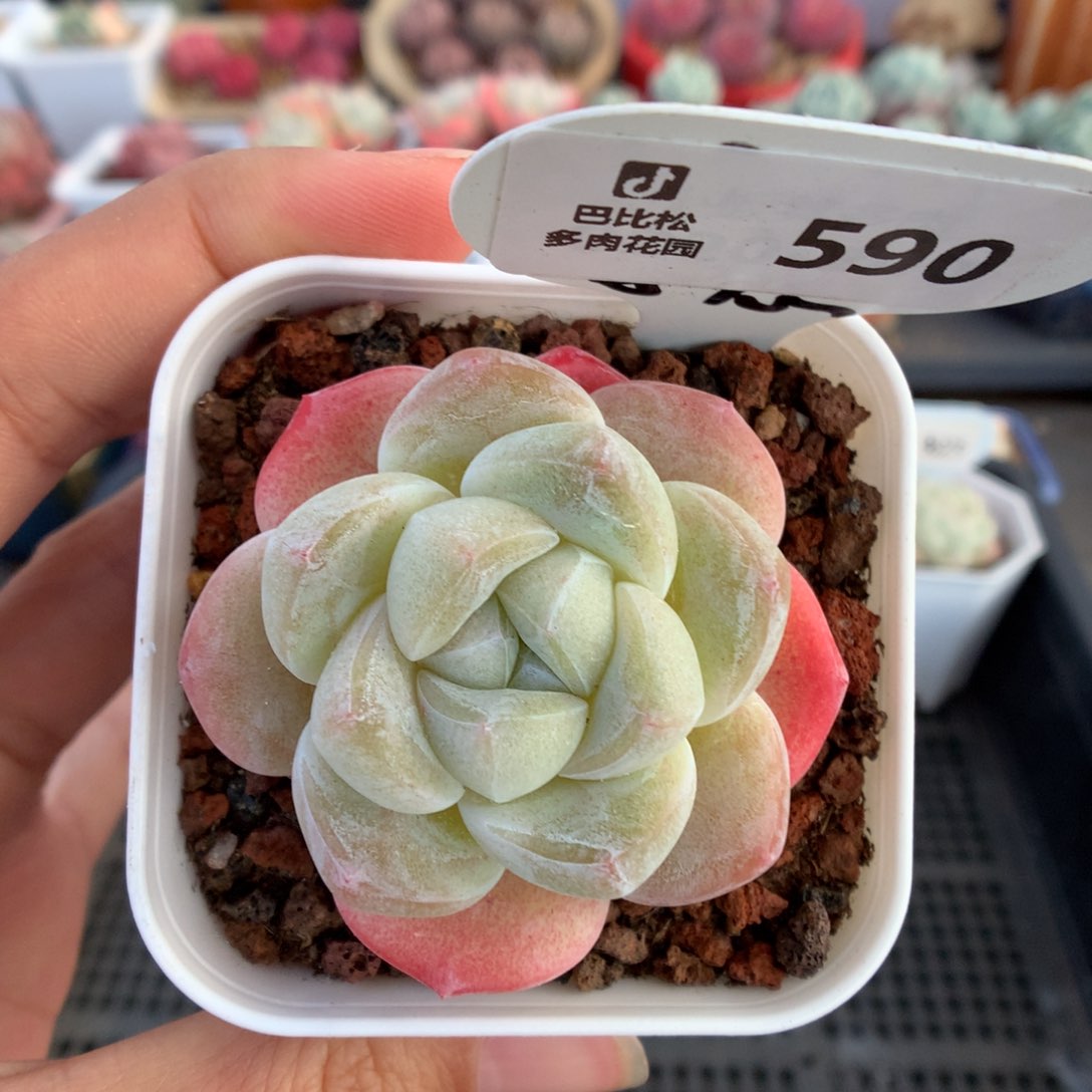 590冰玉多肉植物