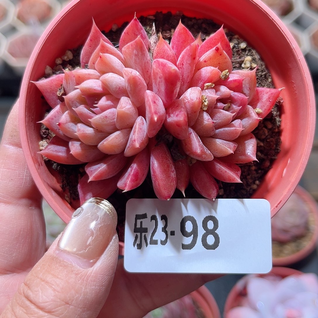 乐23-98 银河系 双头