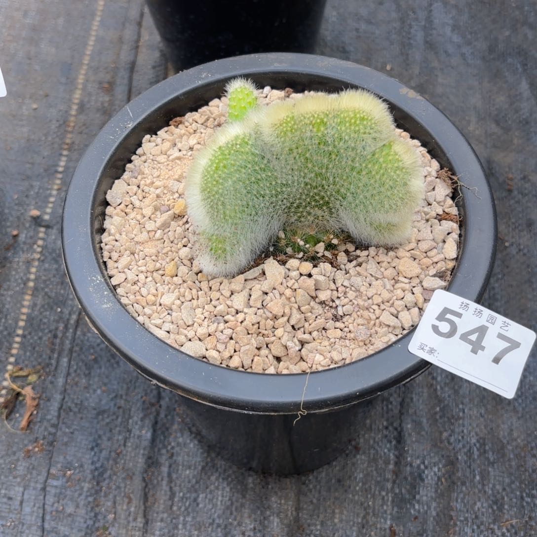 惠****锅12  547多肉法师