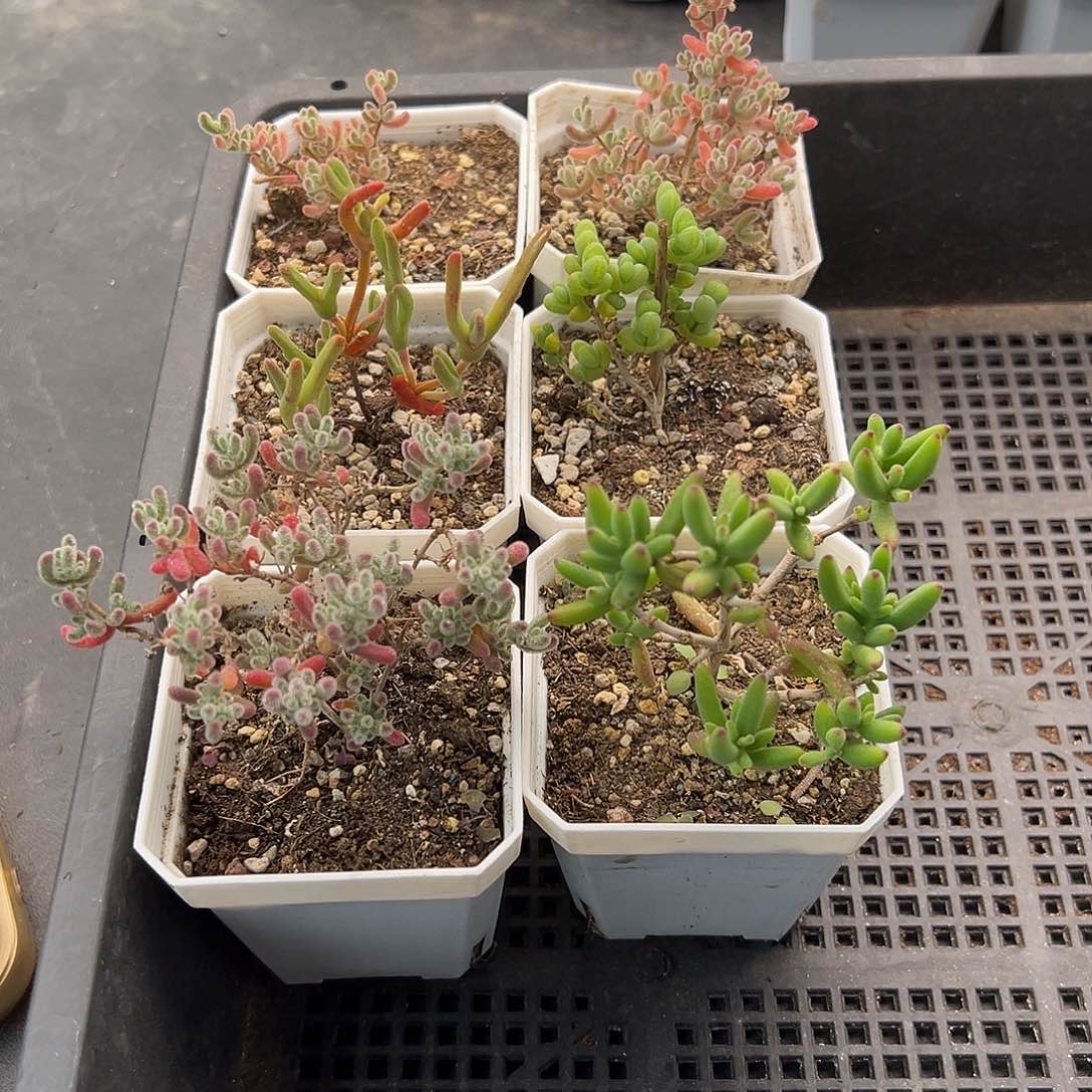 叶***友738号枝干6颗12.21多肉