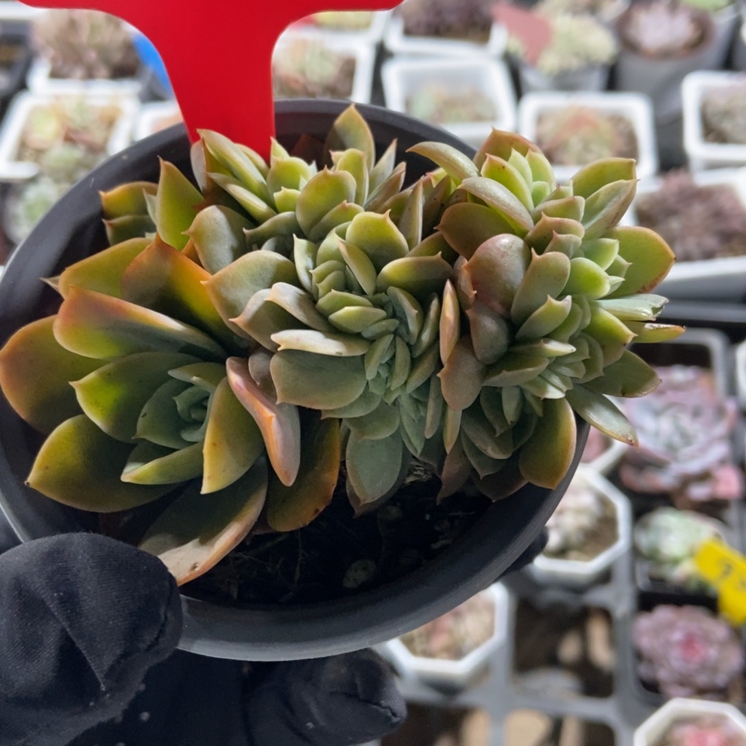 7292星娜塔缀多肉植物