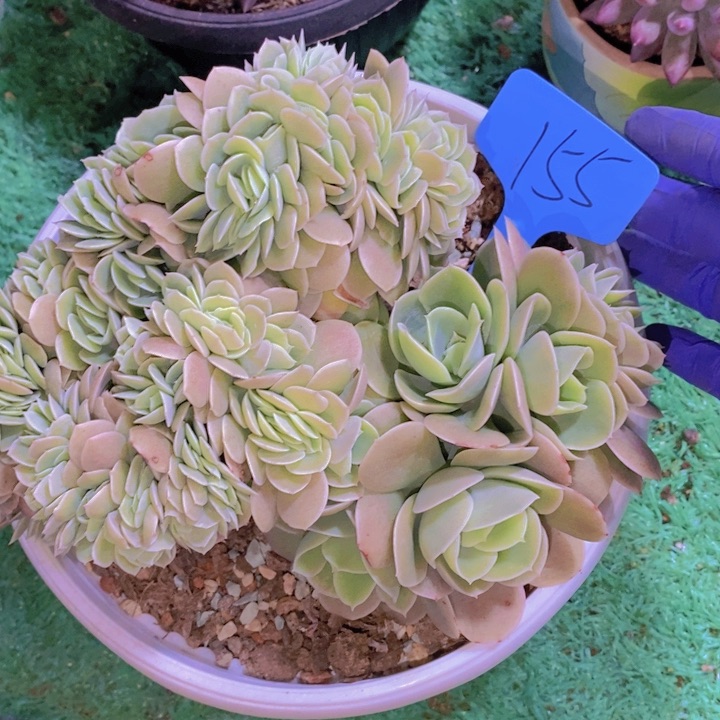 丫****8这些是因为他们没有时间