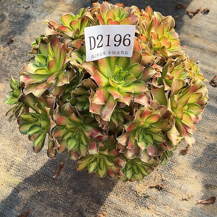 2196韶华多肉不周正