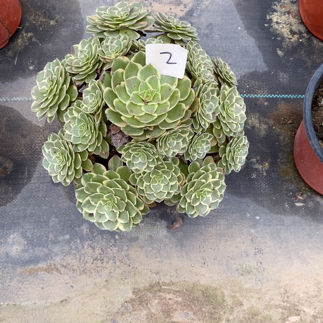 粉花妖，多肉植物组合拼盘2