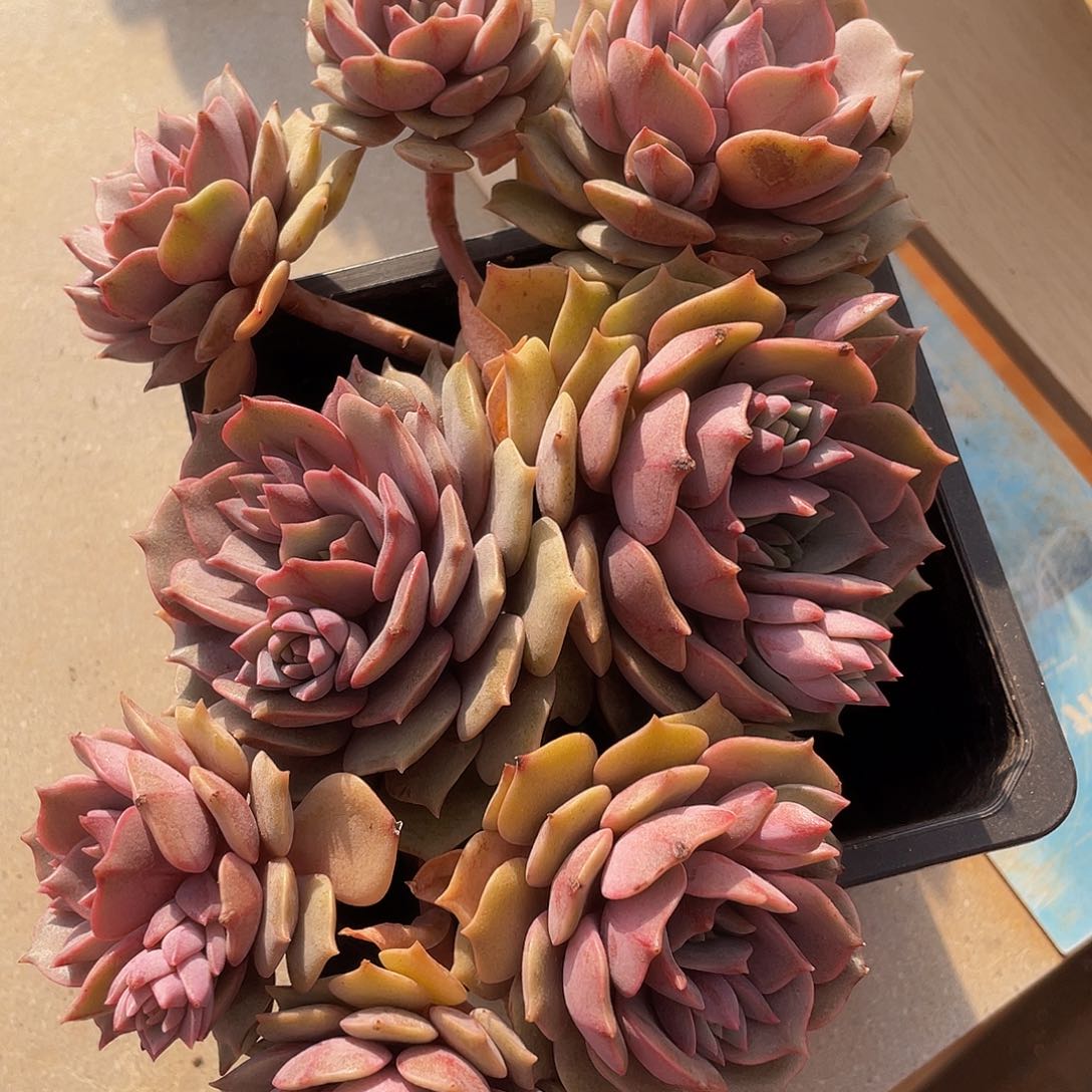 紫姬有砍的人多肉多肉