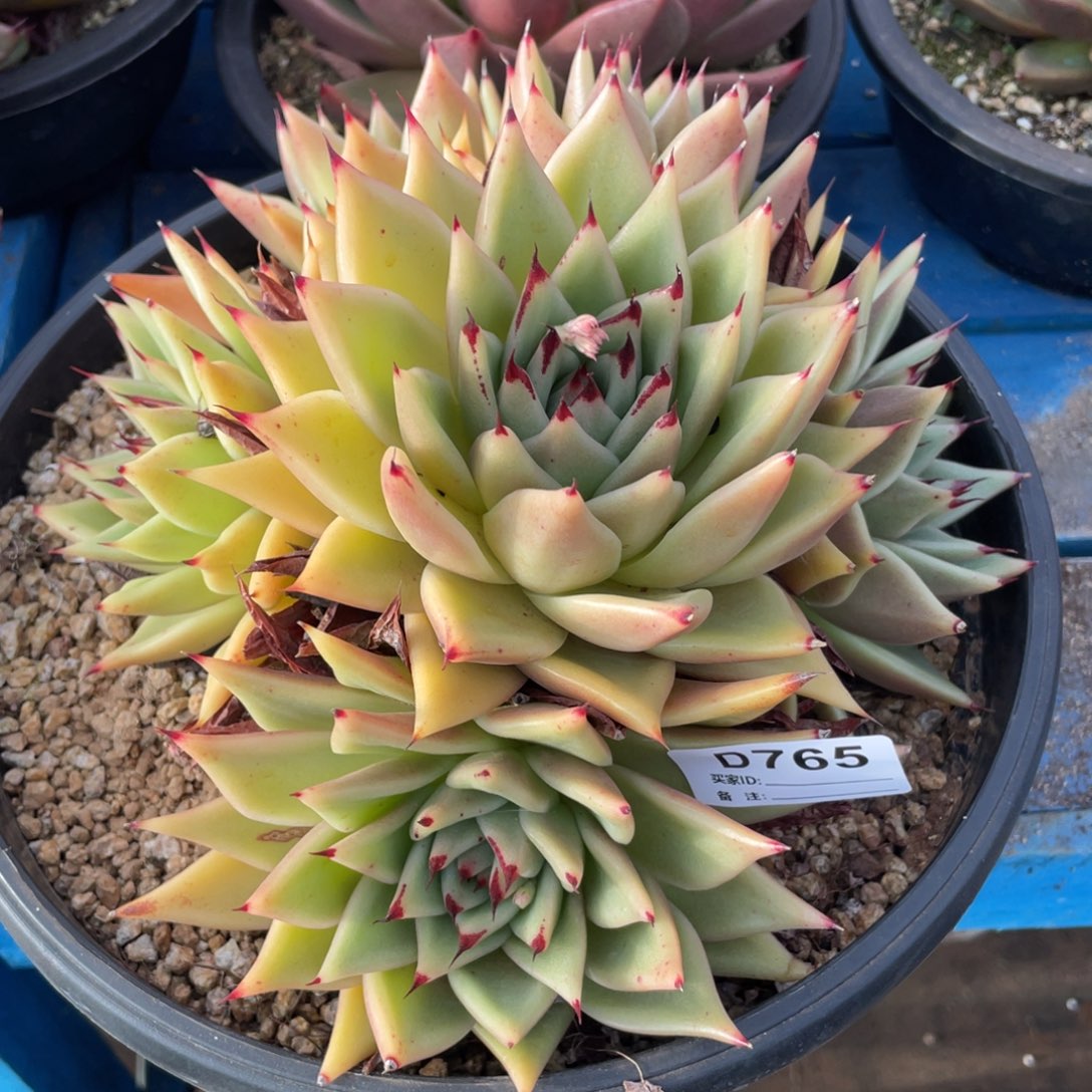 无花朵若如东云组拍D765
