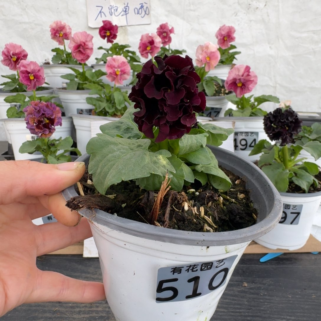 全部花朵510号角堇