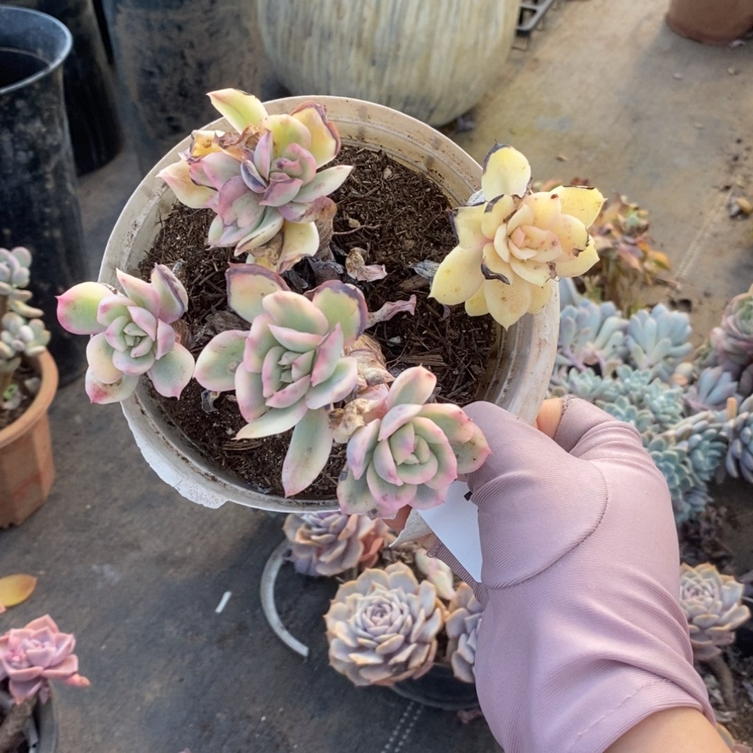 6158绮罗仙子一物一拍