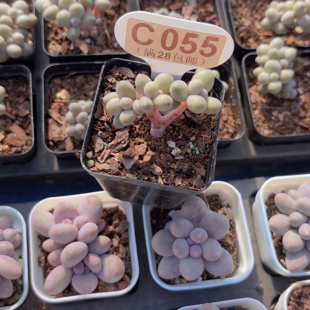 C055仙子奶一物一拍